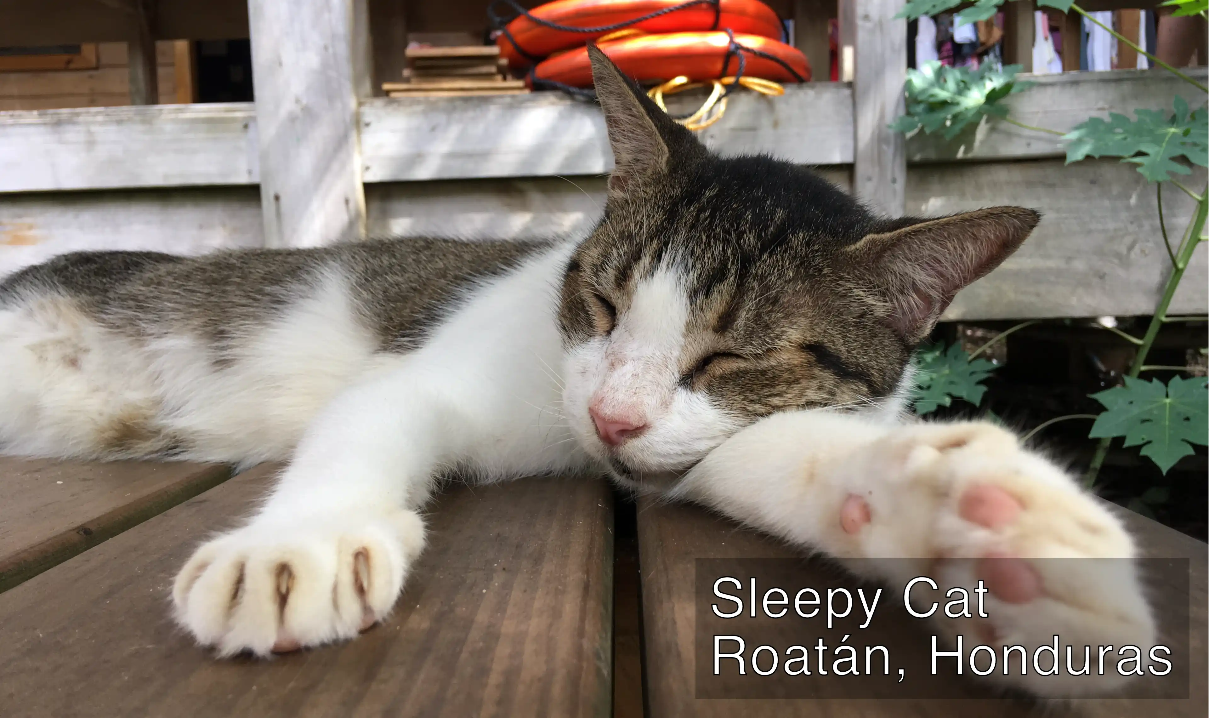 Image with string overlay applied.